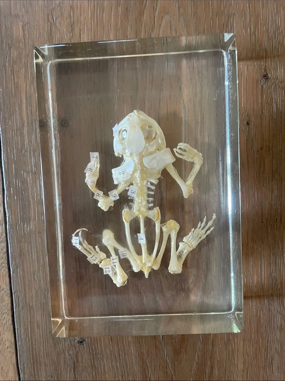 Frog Skeleton! New! - Picture 7 of 10